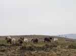 SX26314 Wild horses near King Arthur's Stone.jpg